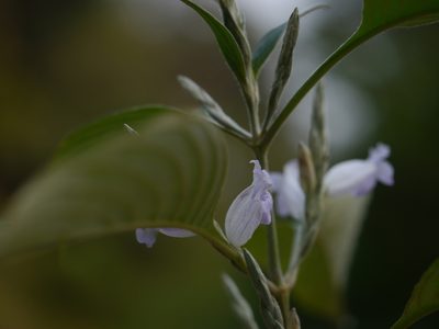 Strobilanthes consanguinea, photographed by Dinesh Valke