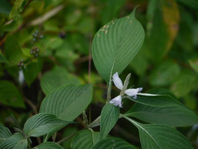 Strobilanthes consanguinea, photographed by Dinesh Valke