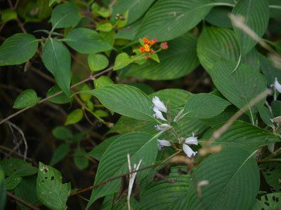 Strobilanthes consanguinea, photographed by Dinesh Valke