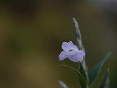Strobilanthes consanguinea, photographed by Dinesh Valke