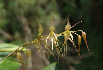 Pleurothallis phalangifera, photographed by Thibaud Aronson