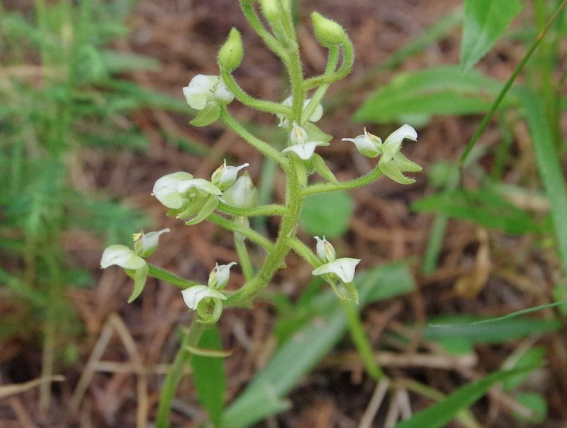 Ponthieva rostrata, photographed by Thibaud Aronson