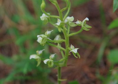 Ponthieva rostrata, photographed by Thibaud Aronson