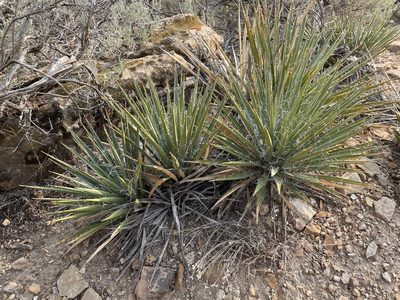 Yucca harrimaniae, photographed by Kiernan Blouin