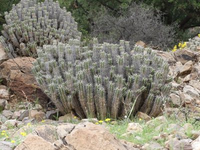 Euphorbia officinarum, photographed by Valentin Moser