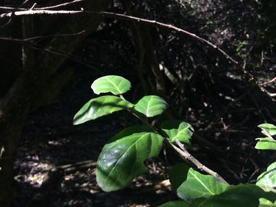 Mystroxylon aethiopicum, photographed by Andrew Gillespie