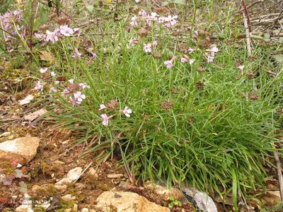 Erysimum linifolium, photographed by José Luis Camaño