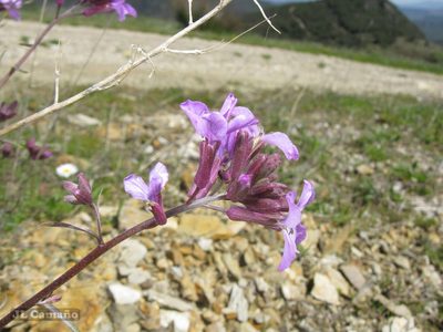 Erysimum linifolium, photographed by José Luis Camaño