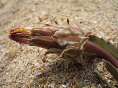 Reichardia gaditana, photographed by José Luis Camaño