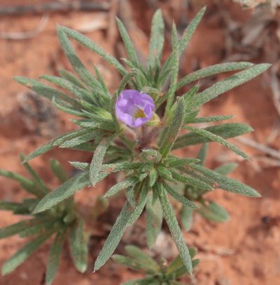 Nama stevensii, photographed by crseaquist