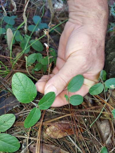 Galactia floridana, photographed by Athena Philips