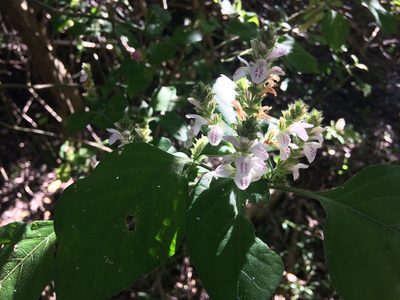 Isoglossa woodii, photographed by Andrew Gillespie