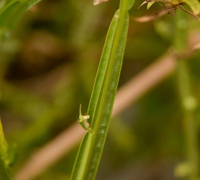 Baccharis sagittalis, photographed by Nicolás Villaseca Merino
