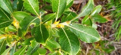 Salix recurvigemmata, photographed by Алексей Ябс