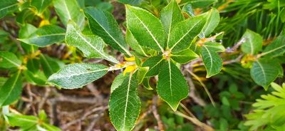 Salix recurvigemmata, photographed by Алексей Ябс