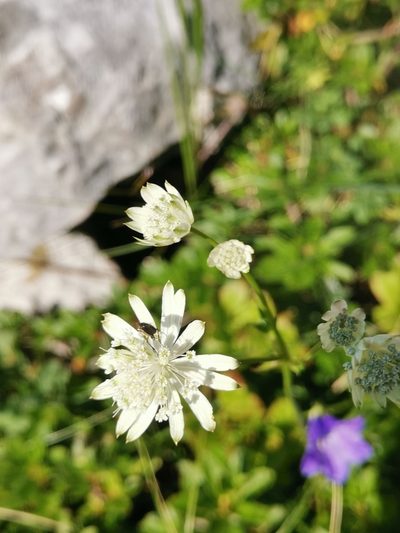 Astrantia bavarica, photographed by Ljaž