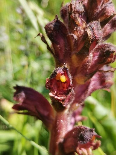Orobanche pancicii, photographed by Ljaž