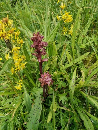 Orobanche pancicii, photographed by Ljaž