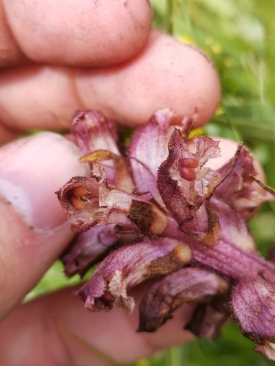 Orobanche pancicii, photographed by Ljaž