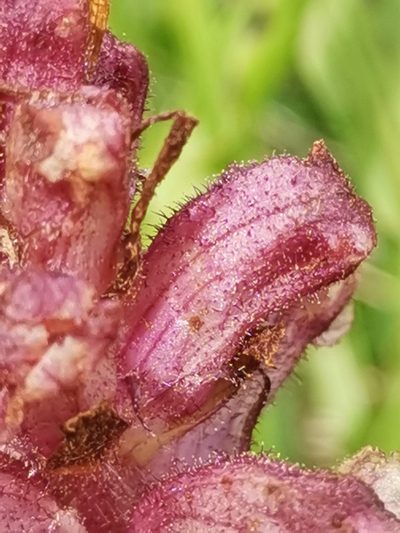 Orobanche pancicii, photographed by Ljaž