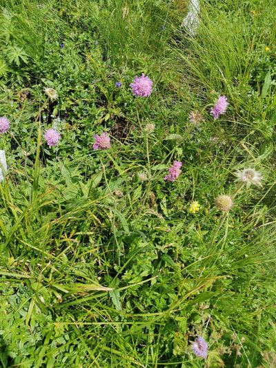 Knautia longifolia, photographed by Ljaž