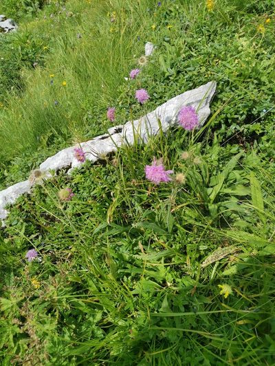 Knautia longifolia, photographed by Ljaž