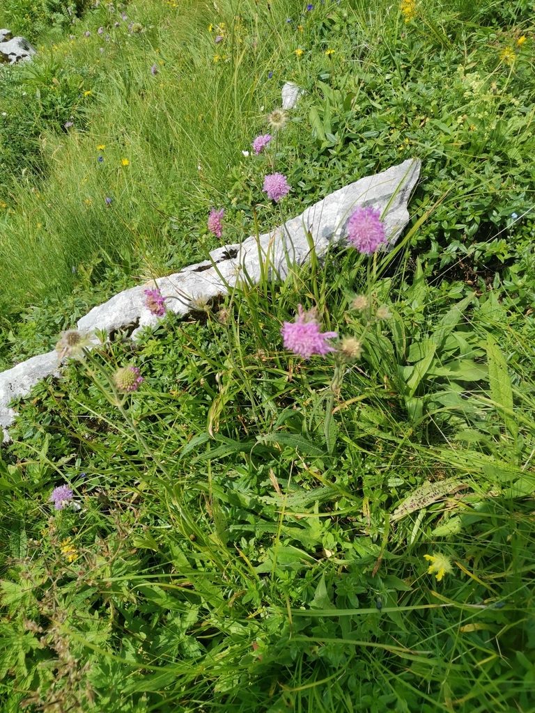 Knautia longifolia, photographed by Ljaž