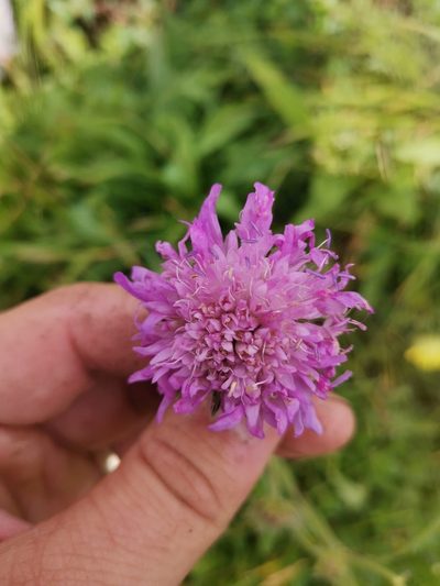 Knautia longifolia, photographed by Ljaž