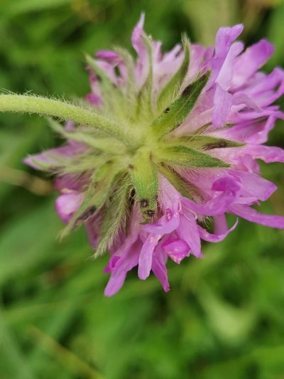Knautia longifolia, photographed by Ljaž