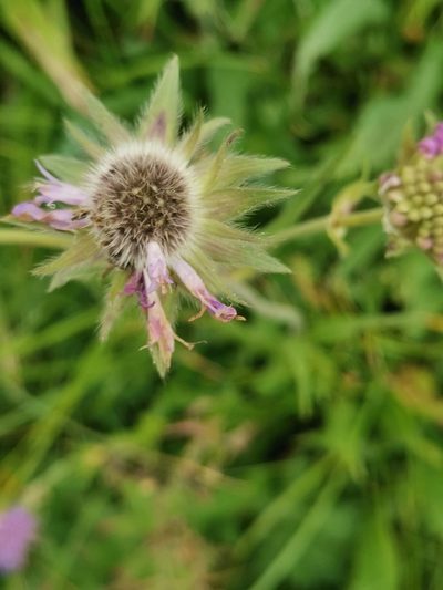 Knautia longifolia, photographed by Ljaž