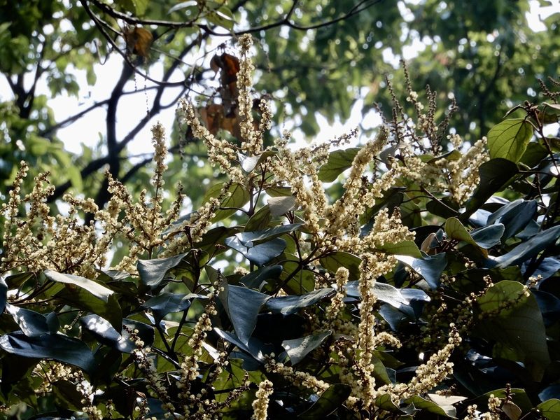 Mallotus tetracoccus, photographed by Seema Merchant