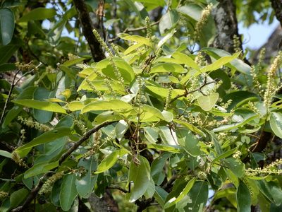 Terminalia chebula, photographed by Seema Merchant