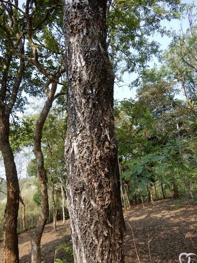 Terminalia chebula, photographed by Seema Merchant