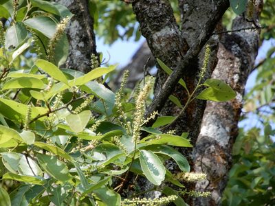 Terminalia chebula, photographed by Seema Merchant