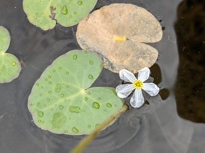 Nymphoides cordata, photographed by Benoit Renaud