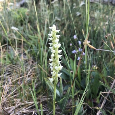 Spiranthes romanzoffiana, photographed by Nelson Balcar