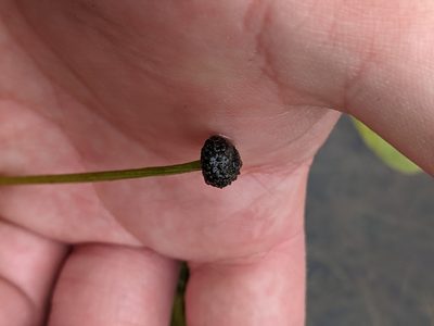 Eriocaulon aquaticum, photographed by Benoit Renaud