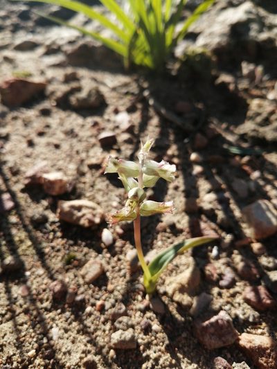 Lachenalia aurioliae, photographed by Danie Palm