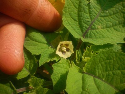 Physalis grisea, photographed by Peter Nathaniel Boyer