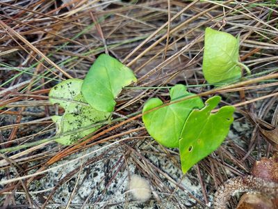 Chthamalia pubiflora, photographed by Athena Philips