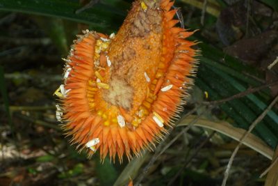 Benstonea monticola, photographed by coenobita
