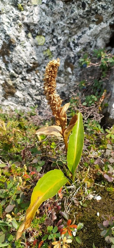 Lagotis uralensis, photographed by Алексей Ябс