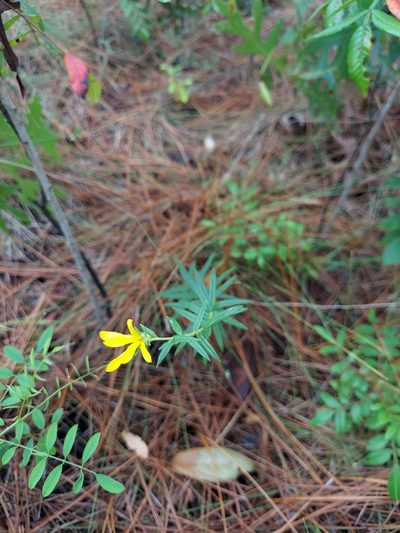 Phoebanthus grandiflorus, photographed by Athena Philips