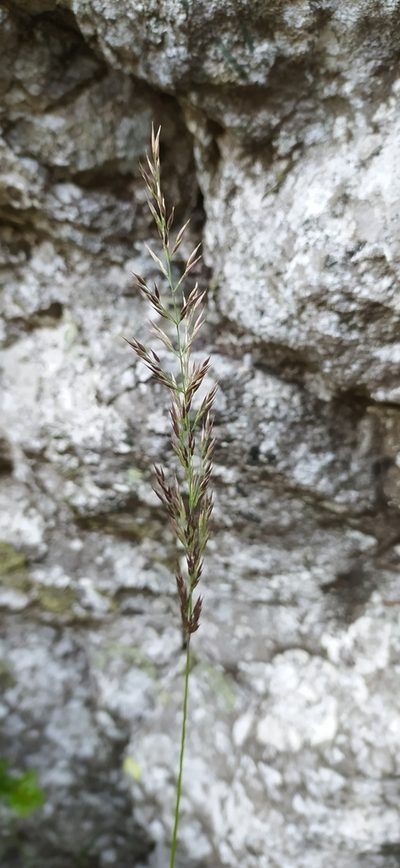 Calamagrostis lapponica, photographed by Алексей Ябс