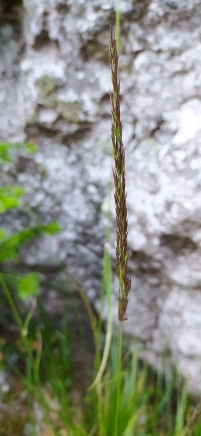 Calamagrostis lapponica, photographed by Алексей Ябс