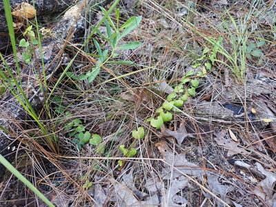 Chthamalia pubiflora, photographed by Athena Philips