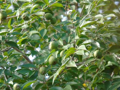 Psidium oligospermum, photographed by Francisco Farriols Sarabia