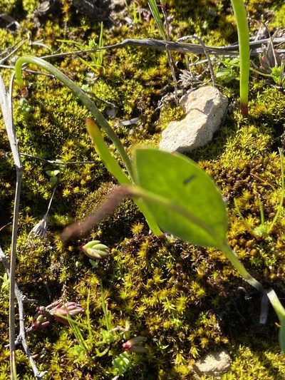 Ophioglossum nudicaule, photographed by Christina