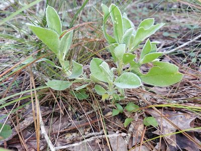 Lupinus ocalensis, photographed by Athena Philips