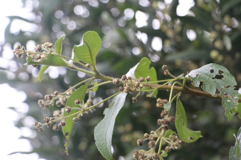 Lippia hirsuta, photographed by Andrés Ramírez-Barrera
